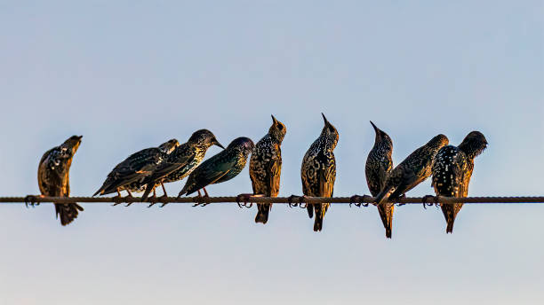 A shot of an Eurasian Starlings looking up towards sky asking for rain